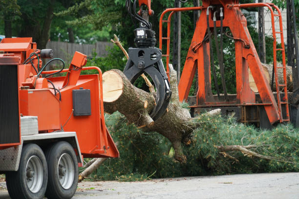 Best Tree Clearing Services  in Tehaleh, WA